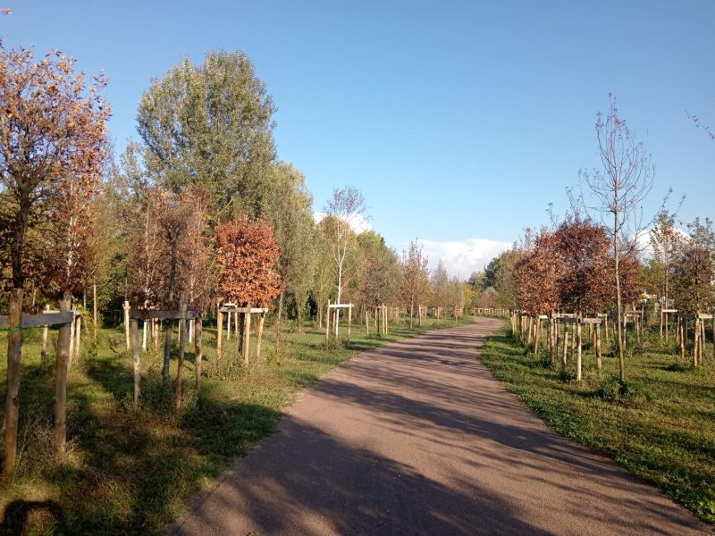 Interpellanza: Criticità alberi Parco di Cisanello (Parco Europa