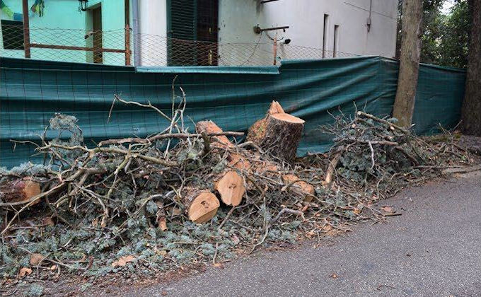 Il massacro degli alberi di Pratale Ina-Casa è un’attentato all’identità e alla vivibilità di uno dei pochi quartieri modello di Pisa e va bloccato subito