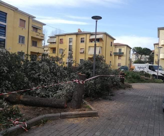 Piazzale Genova, l’ennesimo taglio di alberi (sani)